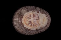 藏品(松葉笠螺)的圖片